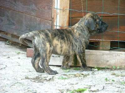 FENRIS-HIJO DES TERRES D'EUROPE