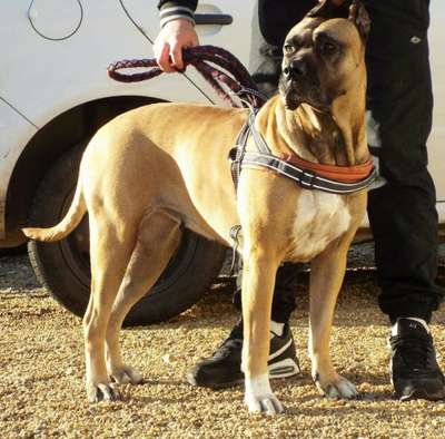 HABY DE LA HUELLA DEL PRESA CANARIO