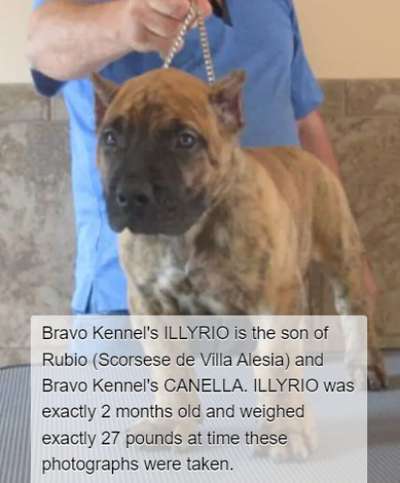 BRAVO KENNEL’S ILLYRIO