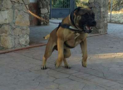 LEO I DE KING ZULU