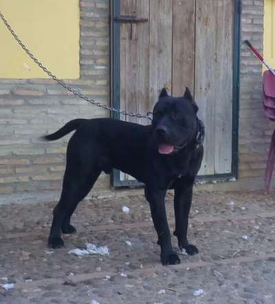 BRONCO DE CRISDOCO