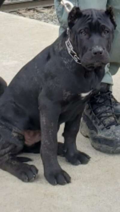MONACAN'S ALPO