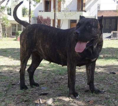 OTRA DE RANCHO BRAVO