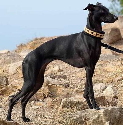Black Baraka Millenium
