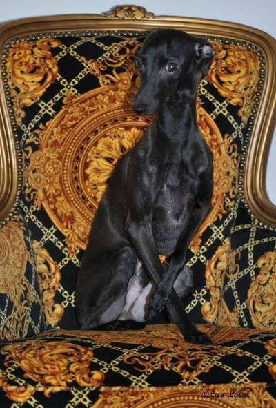 Lux Loral Lorenzo Luciano