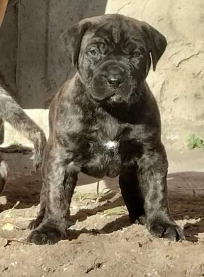 QUINTA PERRO DE POR VIDA