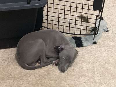 Stone Wood’s Oh My Goodness Gracie