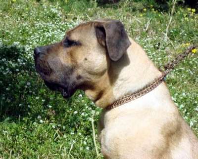 GRACE DI DRAGO CANARIO
