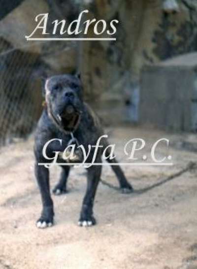ANDROS DE GODOY