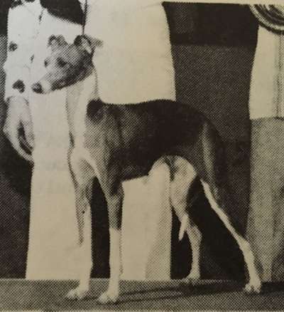 Tapscott's Supremo Speranza