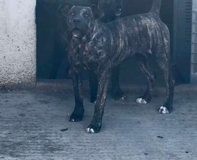 UVA DE KING ZULU