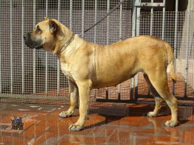 JAVA DE BARNACAN BULL