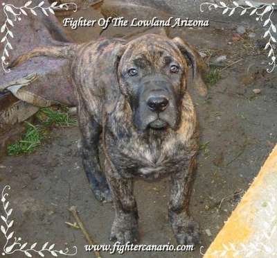 FIGHTER OF THE LOWLAND ARIZONA