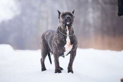RUBIA BALUARTE DE LOS PERROS