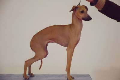Ophis Ofione