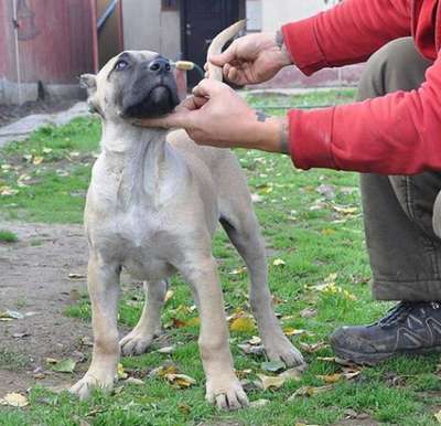 ORO DE VIKING GUARD KENNEL
