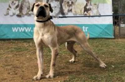 ZEUS GUARDIA TURCA DE SMYRNA