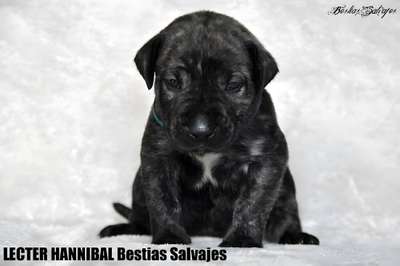 LECTER HANNIBAL BESTIAS SALVAJES