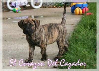 EDENNE EL CORAZON DEL CAZADOR