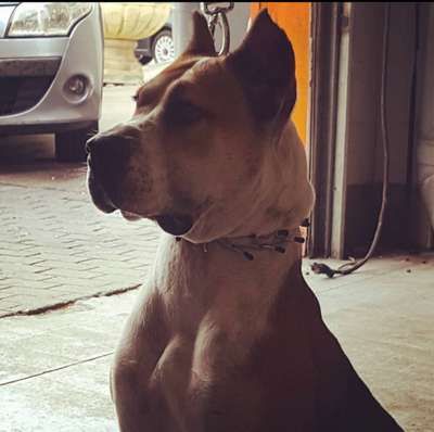 OLIVIA DE KING ZULU