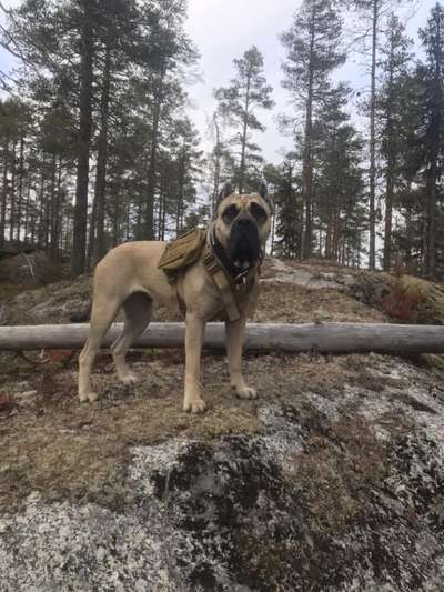 PERROS CANARIOS OROS FANTA