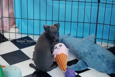 Azaliana Sangue Azzurro