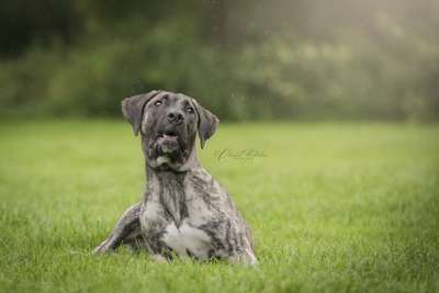 JORDAN BOSS BULL CANARIO