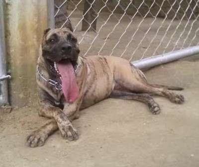 UNO CANARIO ARKAN