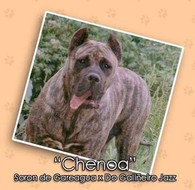 DO GALINEIRO CHENOA