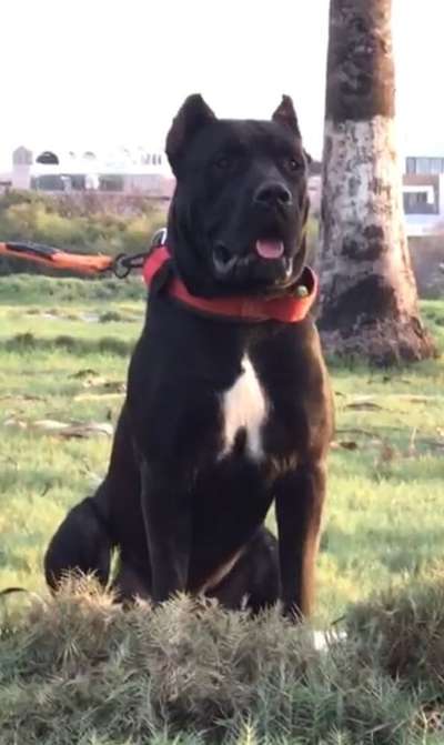 WANDERLEI DEL CEFAS