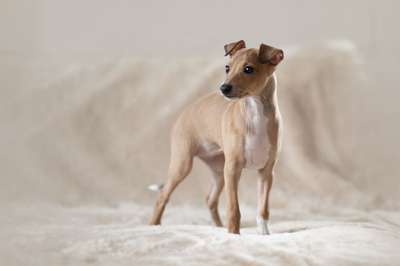 BeBravehounds Ricochet Rosé