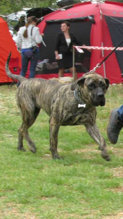 ALEGRA MACROCANARIO