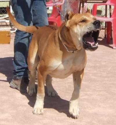 PITACO DE LAGARTIJO (CURRO)
