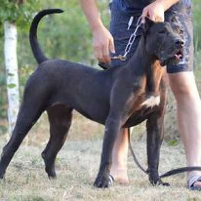 JESSY SABURO KENNEL