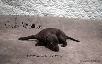 Canis Nobilitas Tobias