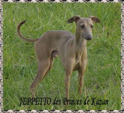 Jeppetto Des Princes De Kazan