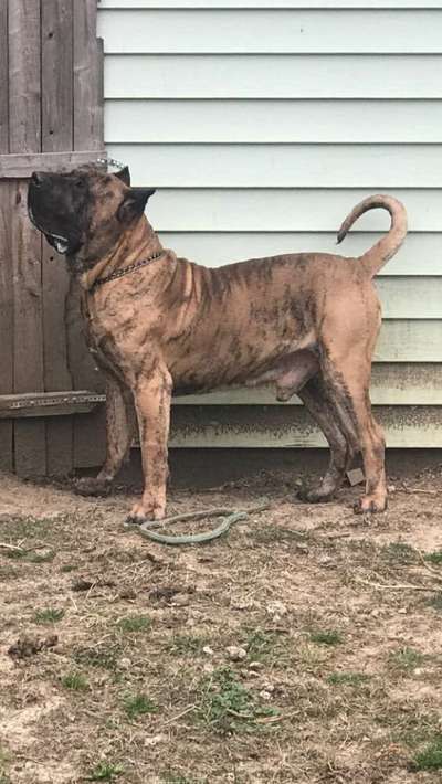KATO BULLSARA DEL PEMBA