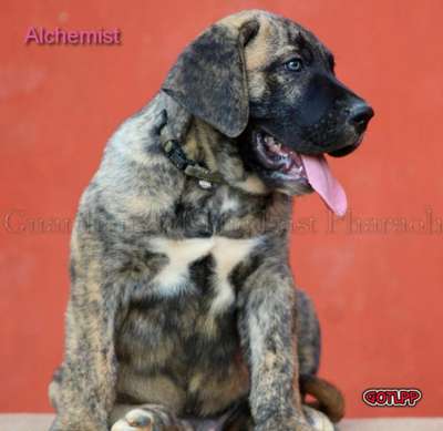 ALKHAMIST GUARDIANS OF THE LAST PHARAOH