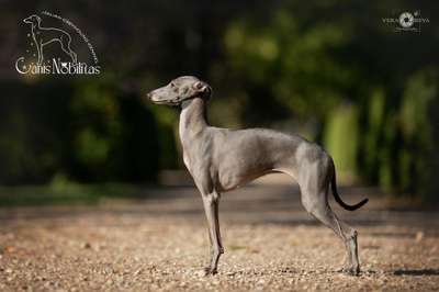 Canis Nobilitas Inola