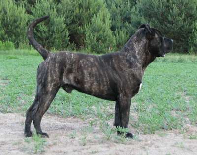 RABISU CABALLERO CANARIO