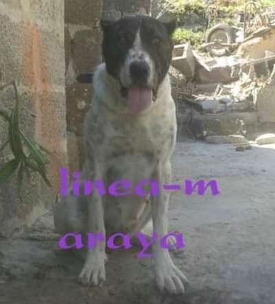 ARAYA DE LINEA M