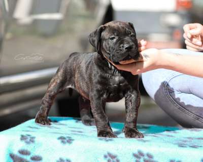 PRINCE DE V’CANBULL