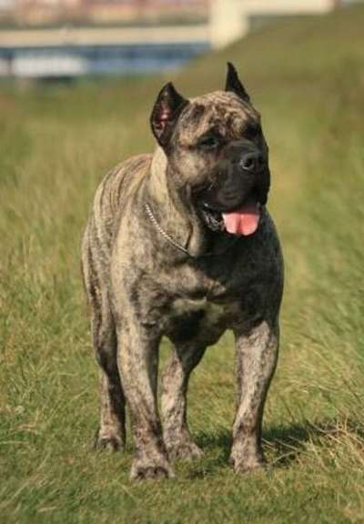 ARES DE SPALATO BULL