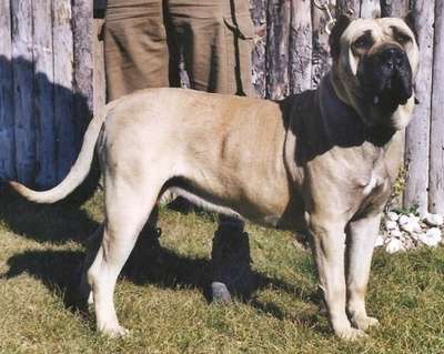 CARMEN DE KING ZULU