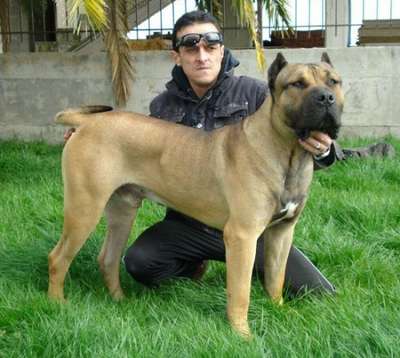 GRECO DI DRAGO CANARIO