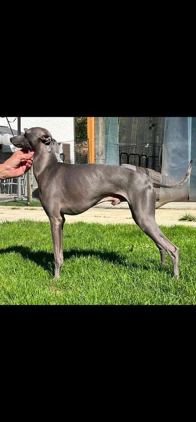 Mojave's Gentleman