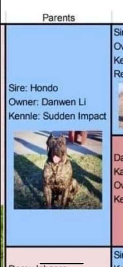 HONDO DE IMPACT KENNEL