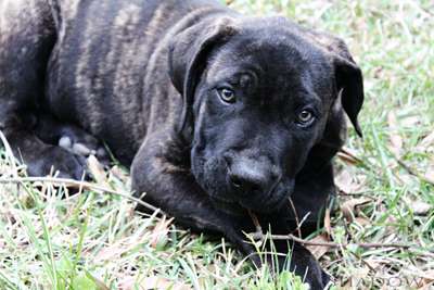 SHADOW DE ROYAL LINE PRESA