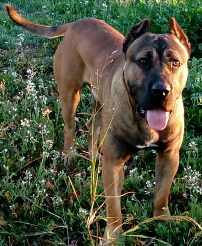 KING KONG DE KING ZULU