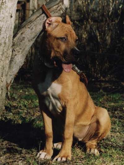SKALA KASSIOPEYA